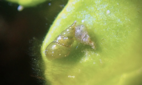 Styliferina goniochila observed 2024-07-12