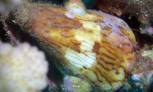 Conus vexillum observed 2024-07-12
