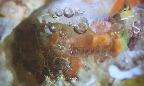 Eviota epiphanes observed 2024-07-12