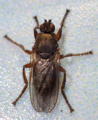 Coelopa