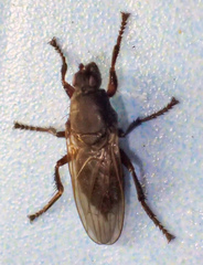 Coelopa