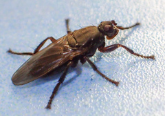 Coelopa