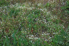 Leptosiphon parviflorus