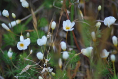 Leptosiphon parviflorus
