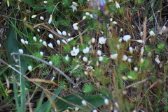 Leptosiphon parviflorus