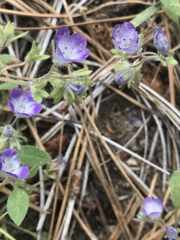 Phacelia davidsonii