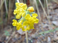 Lithospermum cobrense