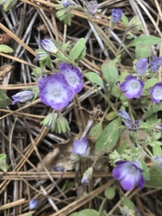 Phacelia davidsonii
