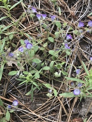 Phacelia davidsonii