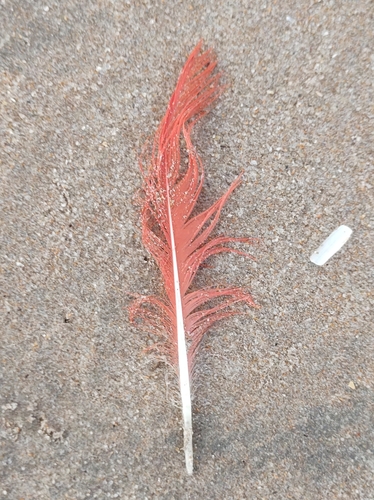 Plume de Ibis rouge