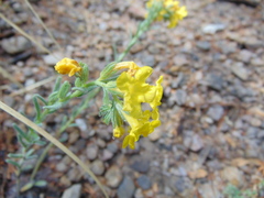 Lithospermum cobrense