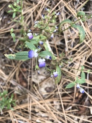 Collinsia torreyi