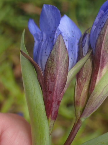 Image of Gentiana sceptrum by (c) elik03, some rights reserved (CC BY)