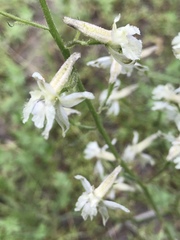 Delphinium gypsophilum