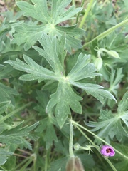 Geranium californicum