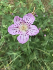 Geranium californicum