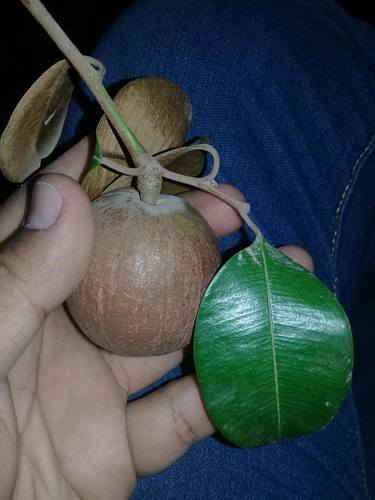 Chrysophyllum cainito