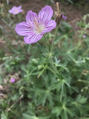 Geranium californicum