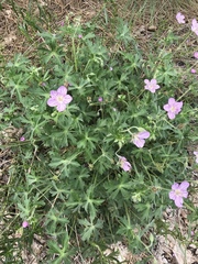 Geranium californicum