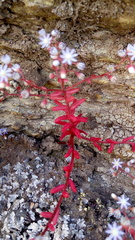 Sedum caeruleum