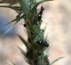 Crematogaster coarctata