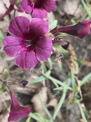 Diplacus constrictus