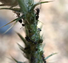 Crematogaster coarctata