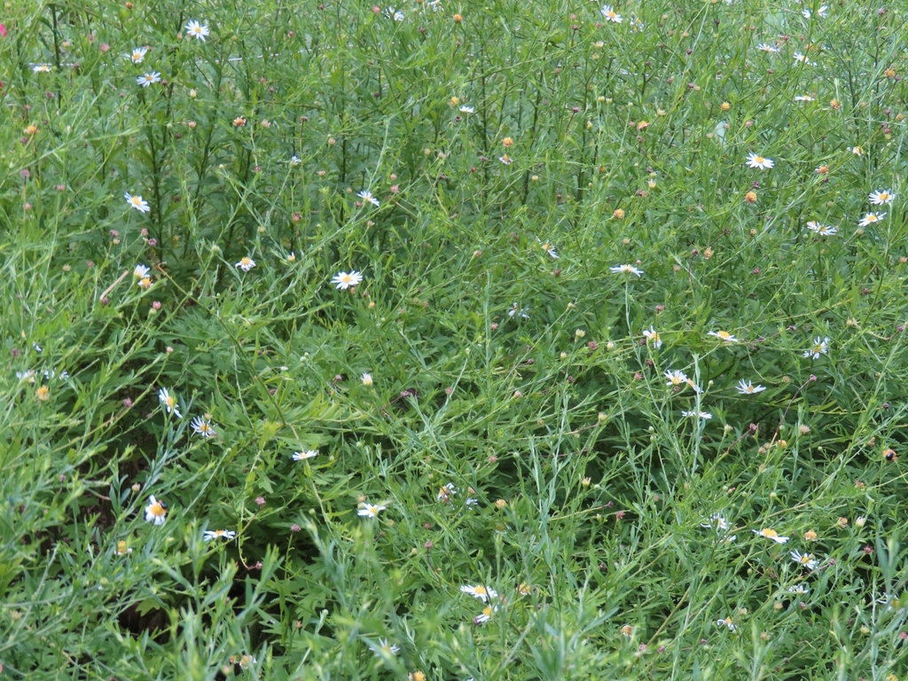 Aster iinumae; photograph mami_t_t, CC BY, iNaturalist via GBIF