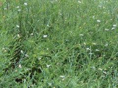 Aster iinumae