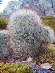 Mammillaria densispina