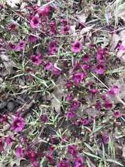 Diplacus constrictus