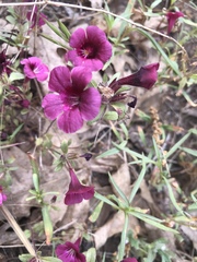 Diplacus constrictus