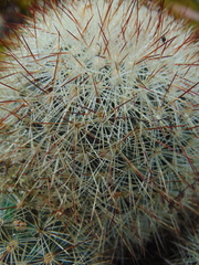 Mammillaria densispina
