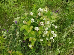 Viburnaceae