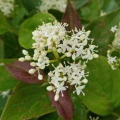 Viburnaceae