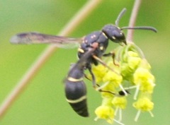 Parancistrocerus pensylvanicus