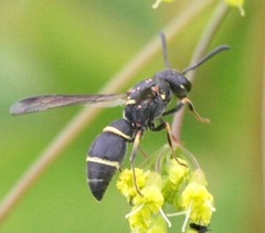Parancistrocerus pensylvanicus