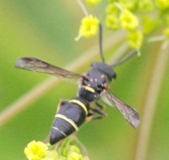 Parancistrocerus pensylvanicus