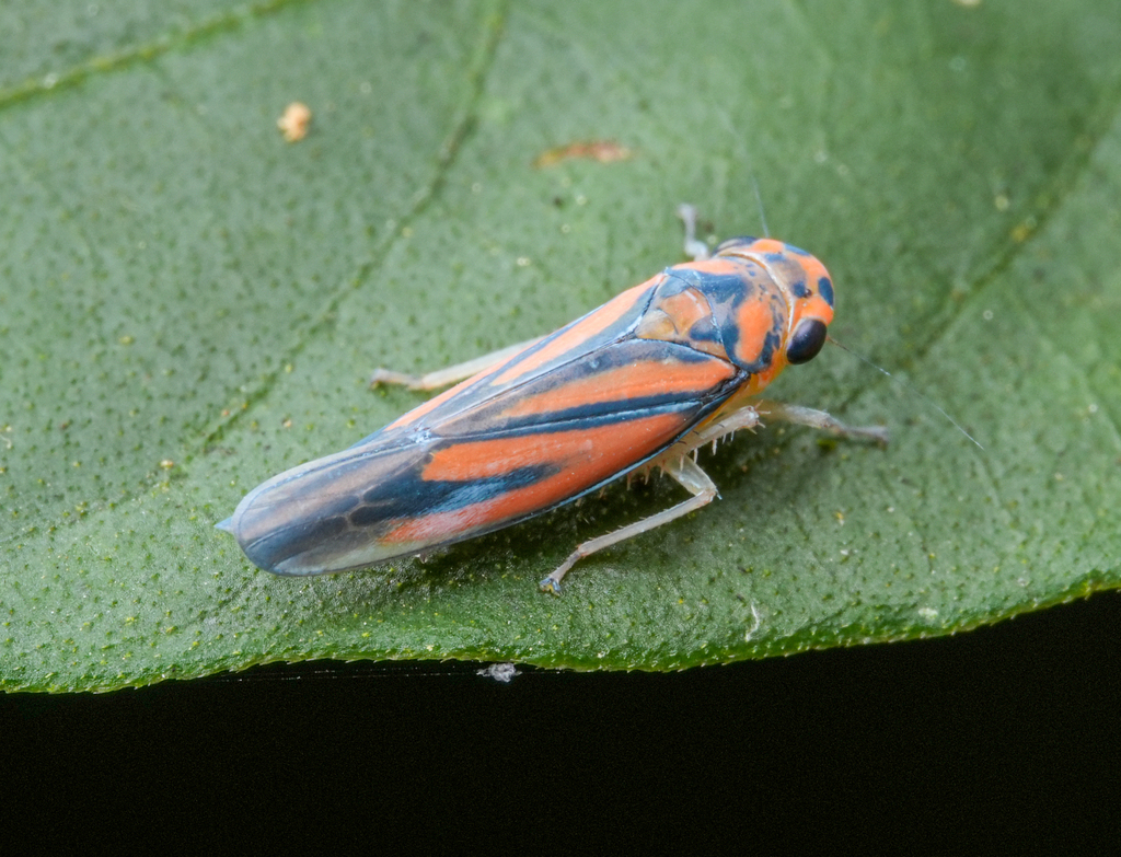 Atkinsoniella hupehna
