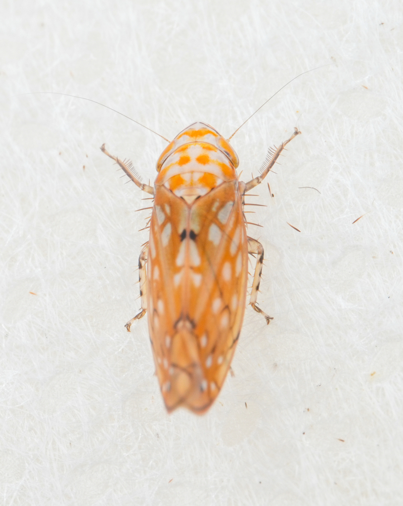 Scaphomonoides