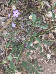 Gilia leptantha purpusii