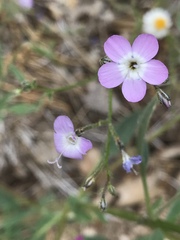 Gilia leptantha purpusii