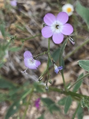 Gilia leptantha purpusii