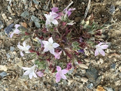 Langloisia setosissima