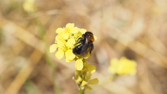 Andrena