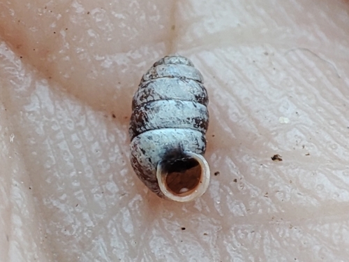 Moss Chrysalis-snail, 26120 Montélier, France, photo 6 of 10