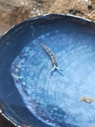 Photo of Hope's thuridilla (Thuridilla hopei)