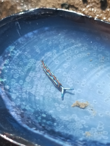 Photo of Hope's thuridilla (Thuridilla hopei)