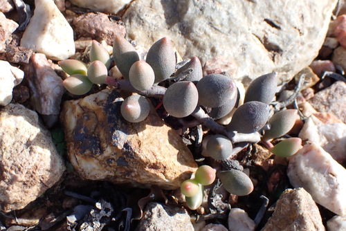 Adromischus filicaulis