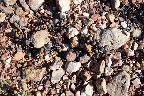 Adromischus filicaulis